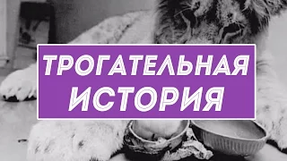 Трогательная история льва Кристиана – спасение и новая жизнь в дикой природе