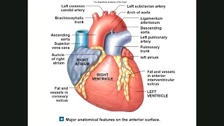 Anatomy Physiology 2402/Heart Part I