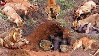 Lion Attacks Warthog in Cave