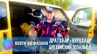 Охота на хитрого фазана с Курцхааром, Дратхааром и Бретонским Эспаньолем