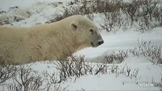 10/26/2022 B1/TB A magnificent Polar Bear in all their glory, Look at those paws Explore.org