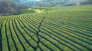 Релакс-видео: чайные плантации в Мацесте (Краснодарский край). Ничего лишнего — только чай и музыка