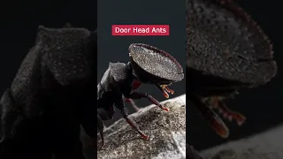 Door Head Ants