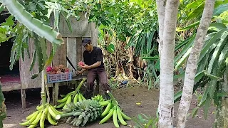 Survival alone || live in the garden and harvest abundant fruit.asmr