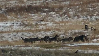 Bear Challenges Wolves Over Elk Carcass || ViralHog