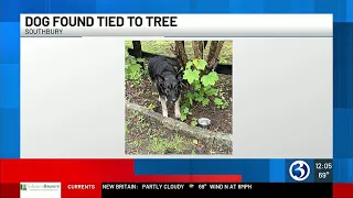 Dog found tied to tree in Southbury