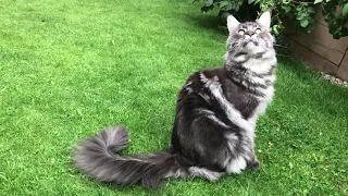 Titus the Maine Coon chattering at birds