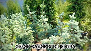 Обзор нового садового центра. Редкие хвойные. Хорошие цены.