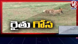 Farmers Struggle With Fail Of Rythu Bandhu Scheme And Flops In Curbing | Spot Light | V6 Telugu News