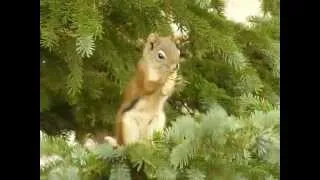 Nimble squirell on the spruce / Шустрая белка на елке