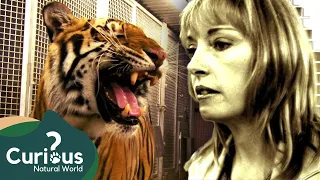 Siberian Tiger Escapes Its Cage | Human Prey | Curious?: Natural World