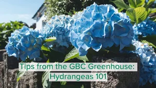 Hydrangea care and pruning