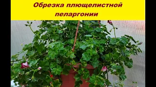 Обрезка плющелистной пеларгонии