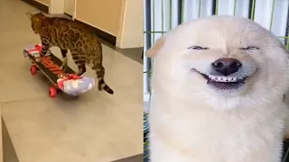 funniest animals 😺🐶 ||funniest cat and dog cat 🐈 🐕 2023