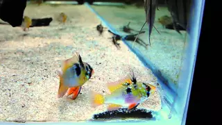 Microgeophagus ramirezi spawn 30-11-15