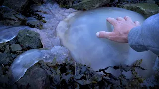 Barrel Jellyfish Washed Up In Cornwall (Rhizostoma pulmo)