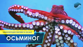 Гигантский осьминог – Энциклопедия Мирового океана