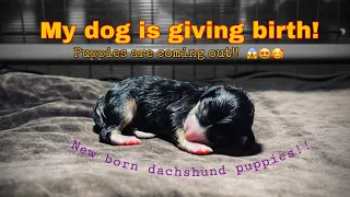 DACHSHUND GIVING BIRTH Part 1|dog giving birth FOR THE FIRST TIME | how to assist a dog giving birth