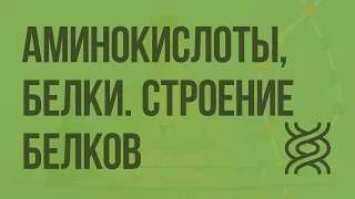 Аминокислоты, белки. Строение белков. Уровни организации белковой молекулы. Видеоурок по биологии 10