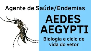 Aedes Aegypti - Biologia e fases do vetor - Agente de Saúde e Agente de Combate a Endemias