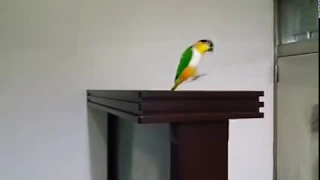 Caique parrot jumping