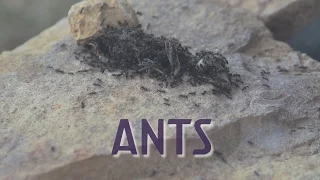 Ants eating a baby bird in hours. Incredible timelapse in 4K.