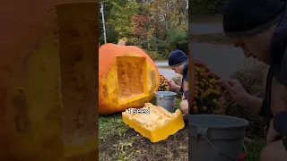 are giant pumpkin seeds giant 🎃🔥 #gardening #halloween #pumpkin #plants #vegetables #garden