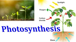 Introduction to photosynthesis