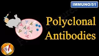 Polyclonal Antibodies (FL-Immuno/51)