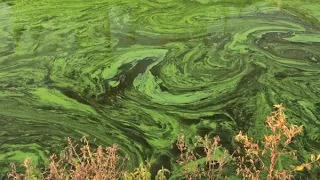 The State of Harmful Algal Blooms - Interview of Dr. Astrid Schnetzer by Ámbar Torres Molinari