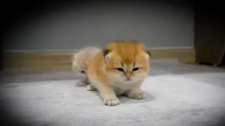 Mother cat begins to let the kittens out of the nest, teaching her kittens first steps.