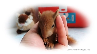 Little squirrel Barsik - "Stop the Earth, me dangle! Барсик - "Остановите Землю, меня укачивает!"