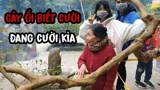 Sự Thật Về Cây Ổi Biết Cười"Cạnh Mộ Vua Lê Thái Tổ Tại Khu Di Tích Lam Kinh Thanh Hóa