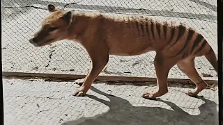 Video of last Tasmanian Tiger in captivity colorized