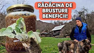 AM SĂPAT RADACINĂ DE BRUSTURE BURUIANA CARE VINDECA ORICE BOALĂ | RETETĂ CU MIERE