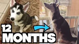 The First 12 Months Of A Siberian Husky's Life! - FROM PUPPY TO ADULT!