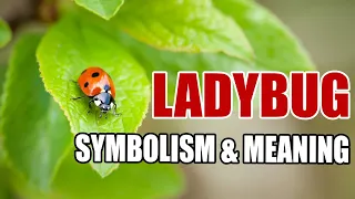 The Meaning and Symbolism of Ladybugs - Sign Meaning