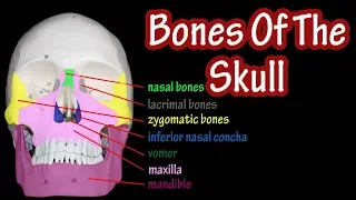 Bones Of The Skull Labeled - Anatomy Of The Skull And Facial Bones - Skull Anatomy Bones