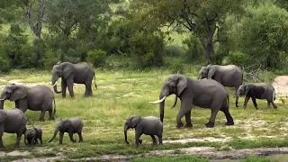 Djuma Private Game Reserve Live Stream: Day filled with Elephants