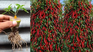 Simple method propagate chili tree with Aloe Vera || how to grow chili tree at home