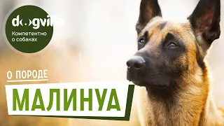 Малинуа - О породе - Как выбрать щенка Малинуа?