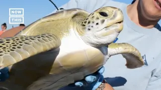 Rehabilitated Sea Turtles Return to Ocean ❤️