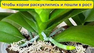 Чтобы корни орхидеи раскуклились и новые корни орхидеи росли