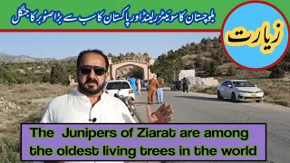 Ziarat Valley Switzerland of Balochistan l Oldest Juniper Trees l Biggest Juniper Forest in Pakistan