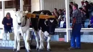 Compilation Hard Ox Pulling Videos