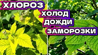 Как победить возвратные заморозки: малина и подкормки для холодной весны !