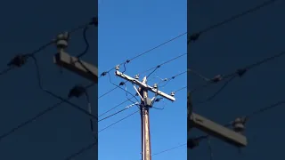 Peregrine Falcons spotted in pair in Kilburn South Australia