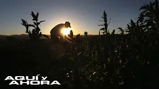 Trabajadores agrícolas dicen sentirse “invisibles” a la hora de acceder a vacuna contra covid-19