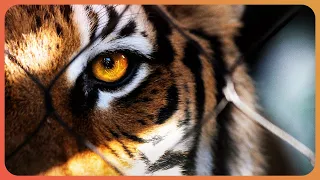 The World Behind 'Tiger King': Inside America's Captive Tiger Trade | American Tiger | Real Wild