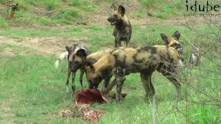 African Wild Dogs/Painted Wolves Eat A Nyala